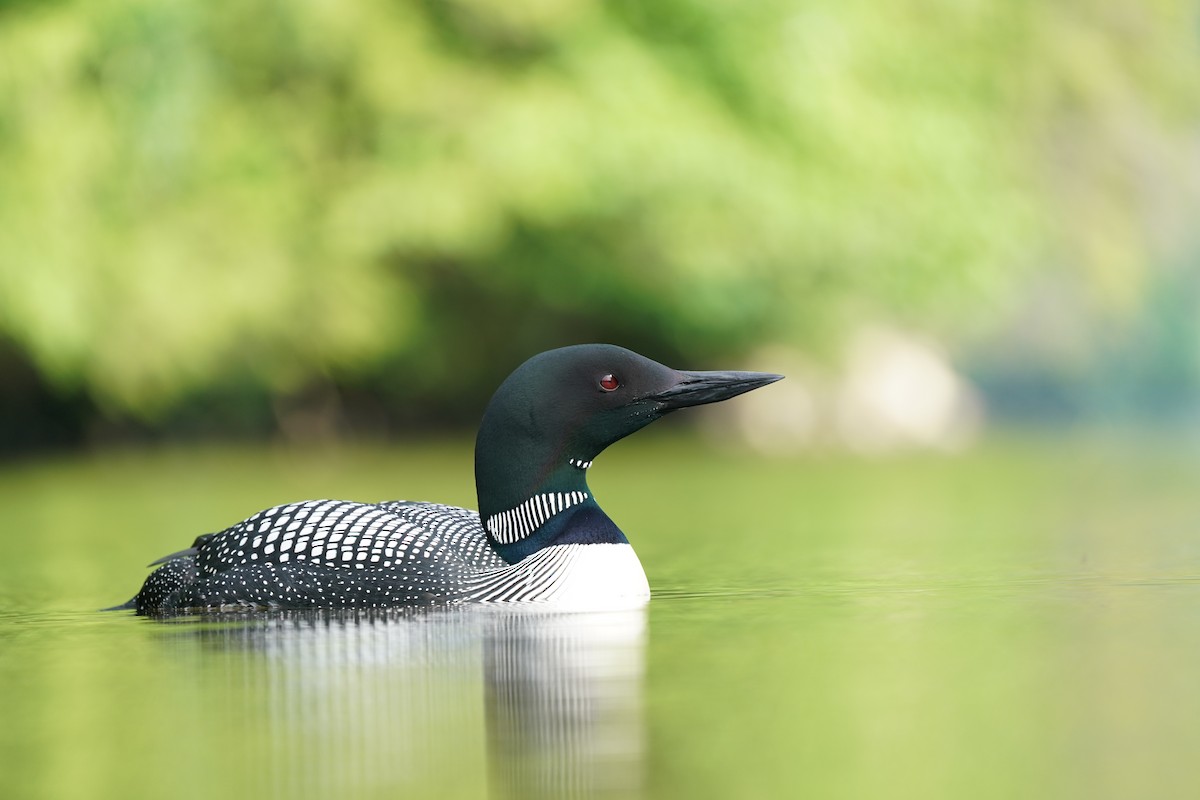 Common Loon - ML245172291