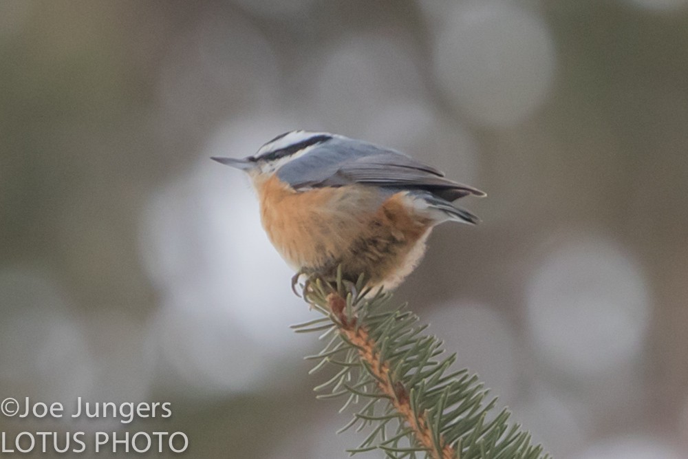 Red-breasted Nuthatch - Joe Jungers
