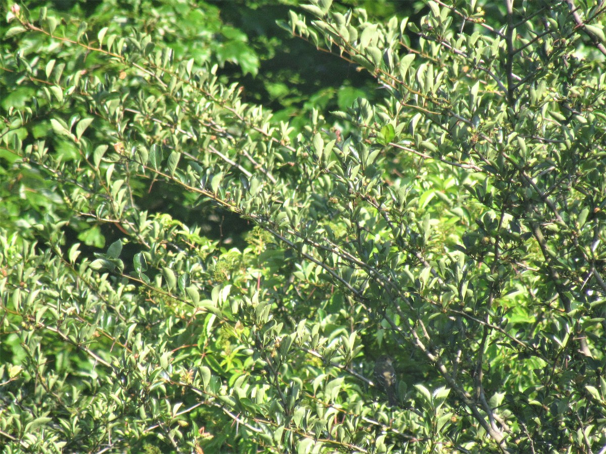 Alder Flycatcher - ML245173281