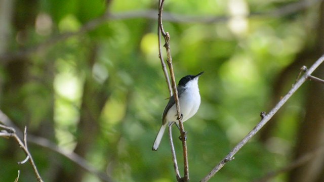 White-lored Gnatcatcher - ML245173701