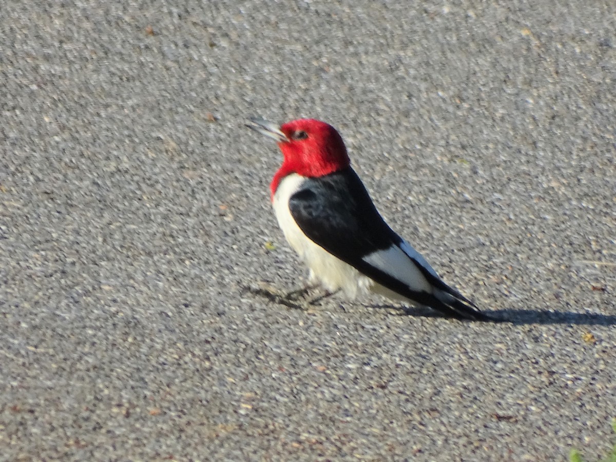 Red-headed Woodpecker - Shirley Zundell