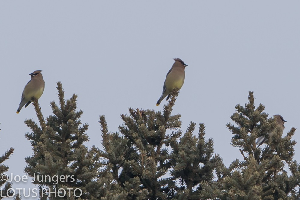 Cedar Waxwing - ML24517441