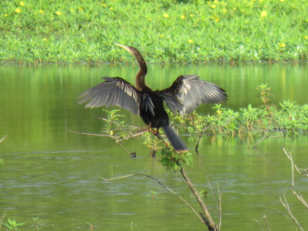 Anhinga - ML245174641