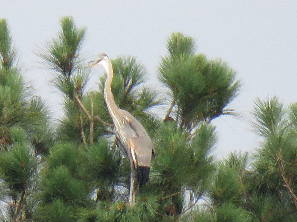 Great Blue Heron - ML245174661