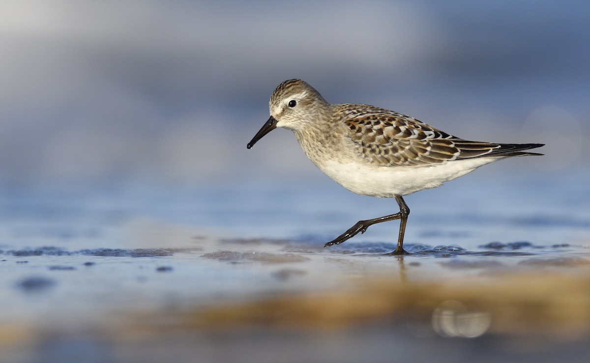 White-rumped Sandpiper - ML245175011