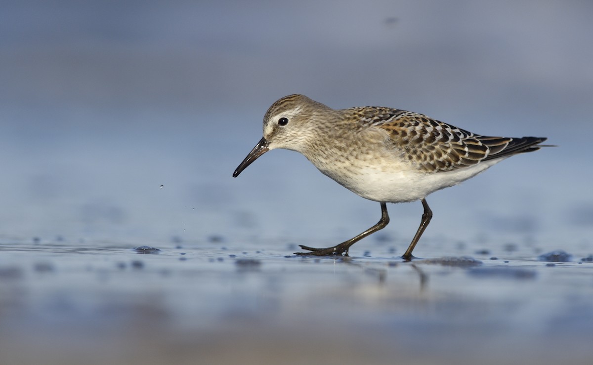 White-rumped Sandpiper - ML245175021