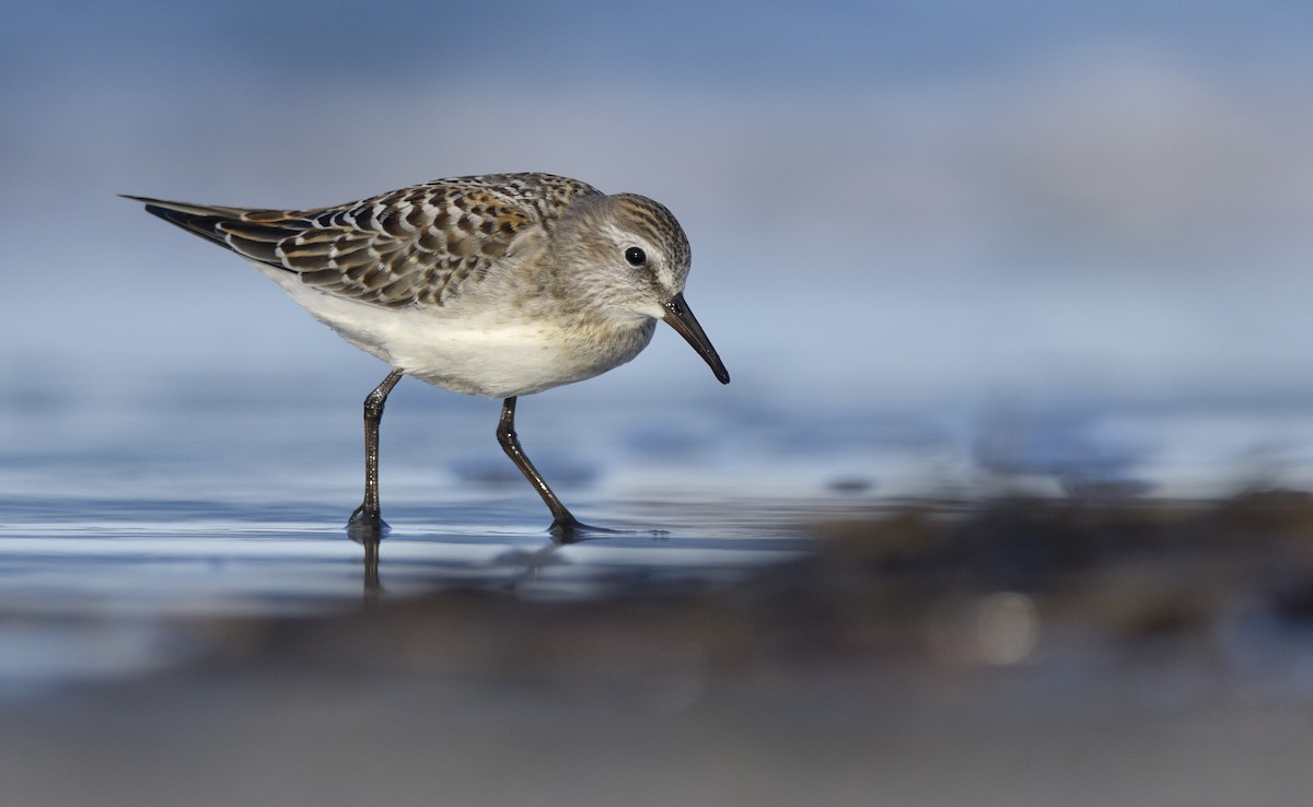 White-rumped Sandpiper - ML245175051