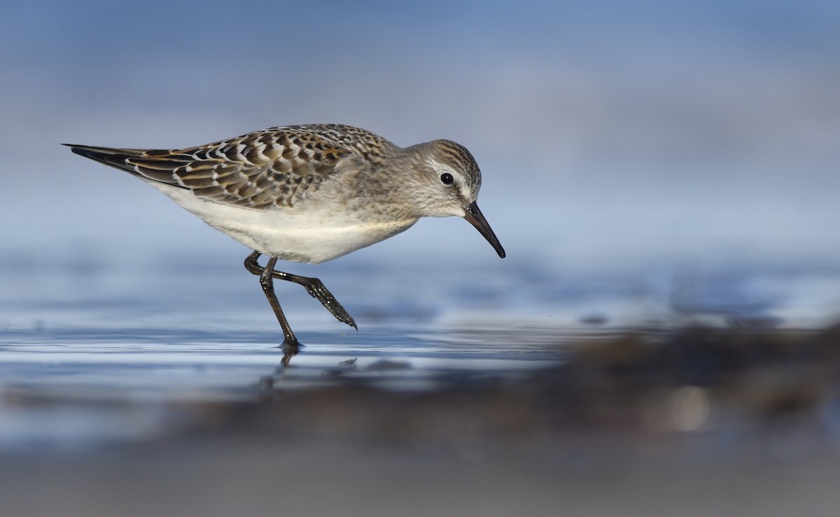 White-rumped Sandpiper - ML245175061