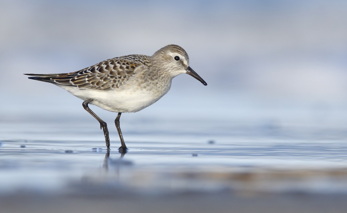 White-rumped Sandpiper - ML245175091