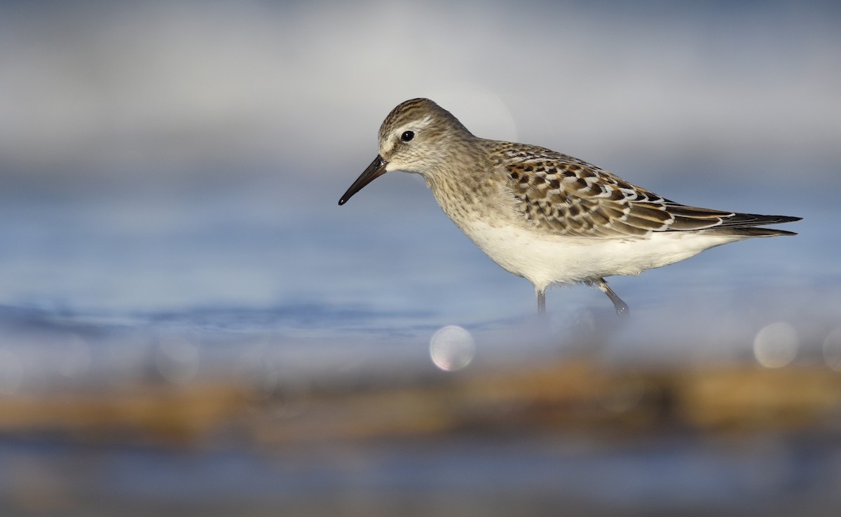 White-rumped Sandpiper - ML245175111