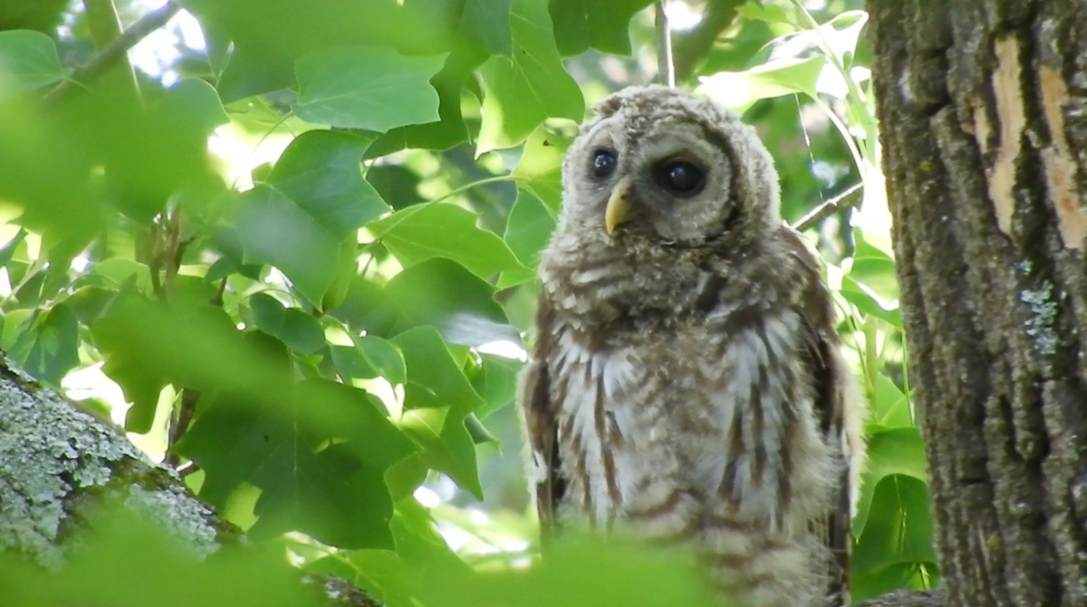 Barred Owl - Kari McPartland