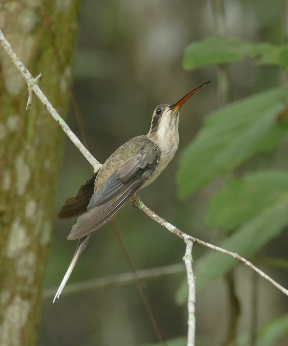 Pale-bellied Hermit - Jérôme Fischer