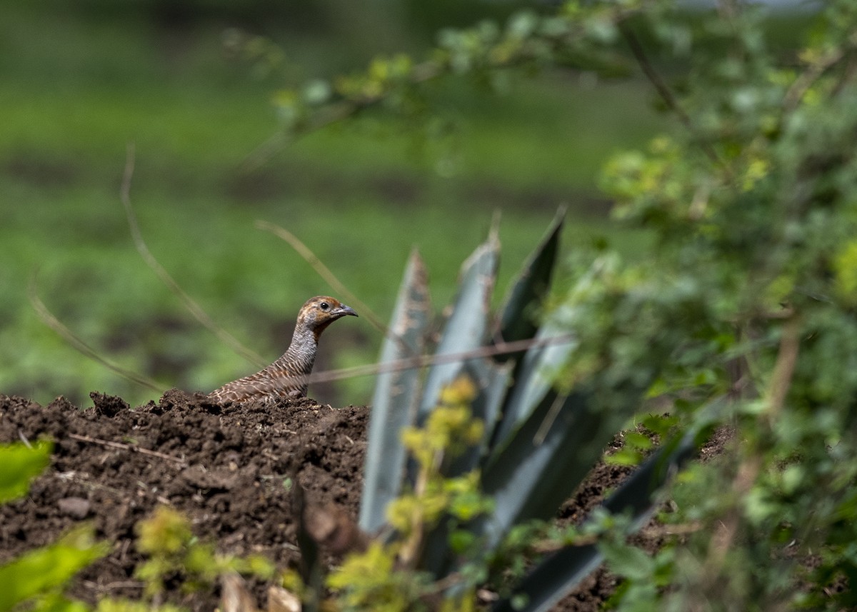 Gray Francolin - ML245176351