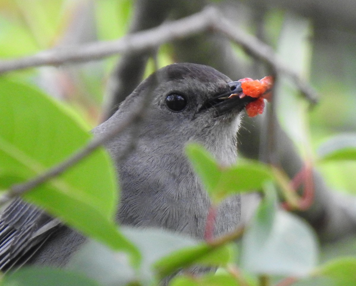 Gray Catbird - ML245177161