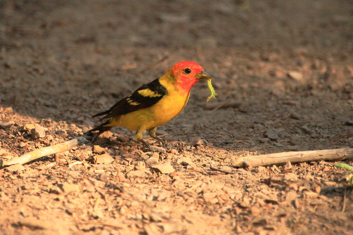 Western Tanager - ML245178601