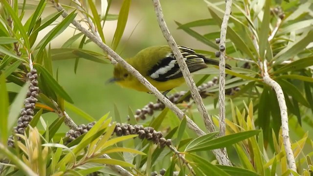 Common Iora - ML245179921