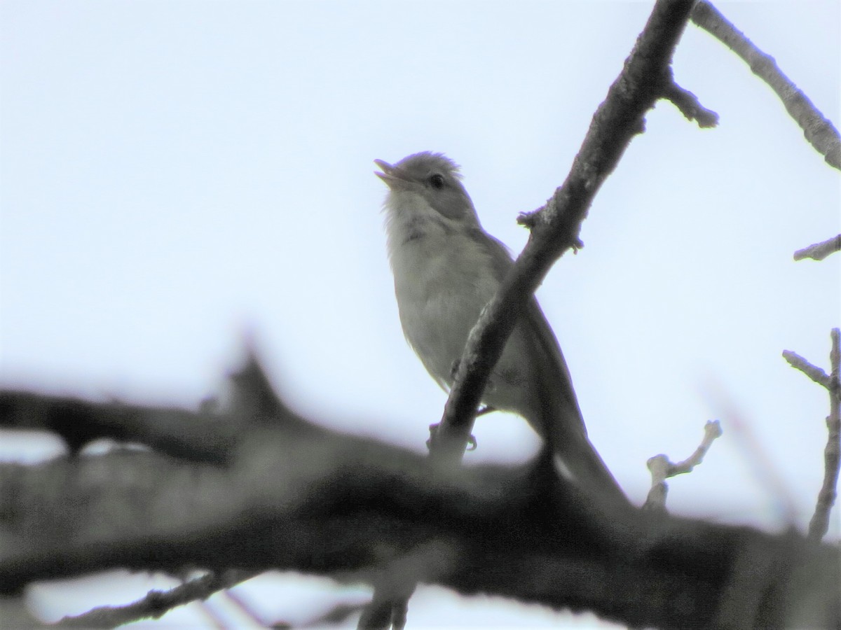 Sängervireo - ML245184501