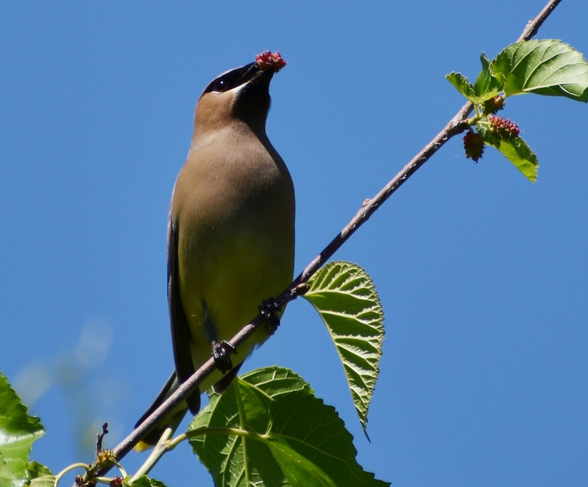 Cedar Waxwing - ML245184941