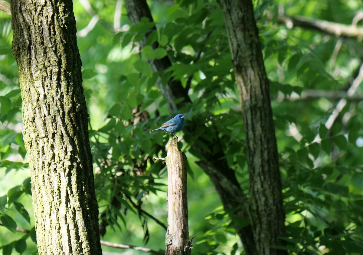 Indigo Bunting - ML245184981