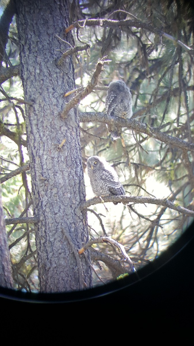 Great Gray Owl - ML245185211