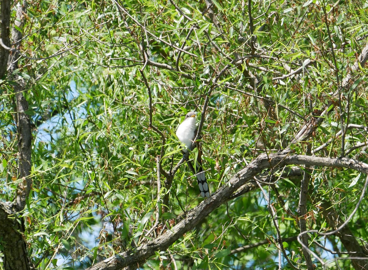 Yellow-billed Cuckoo - ML245187771