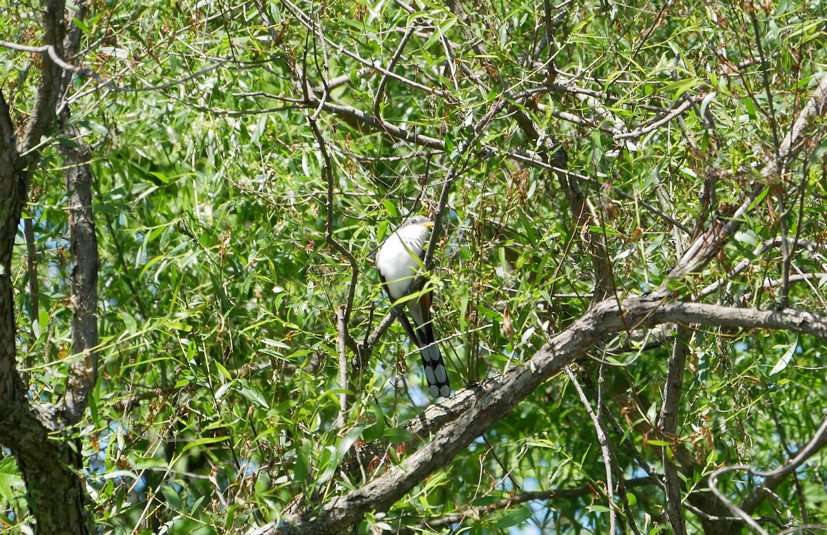 Yellow-billed Cuckoo - ML245187781