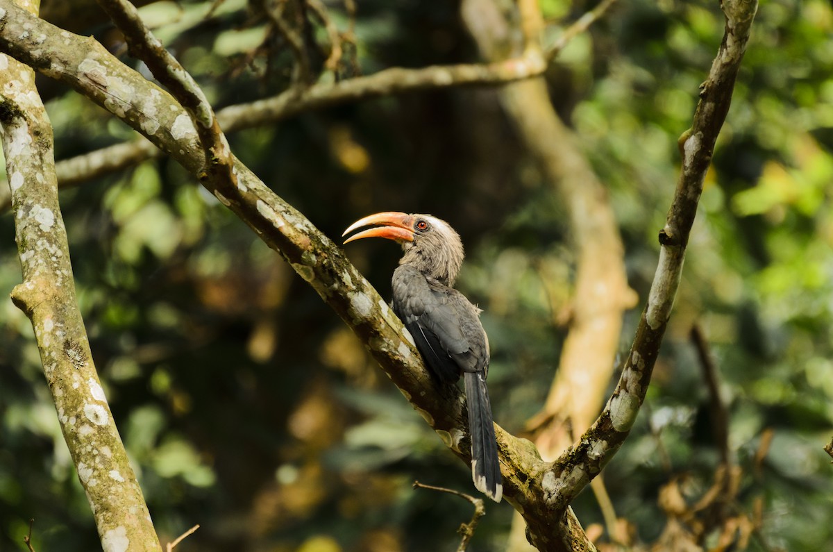 Malabar Gray Hornbill - ML245188181