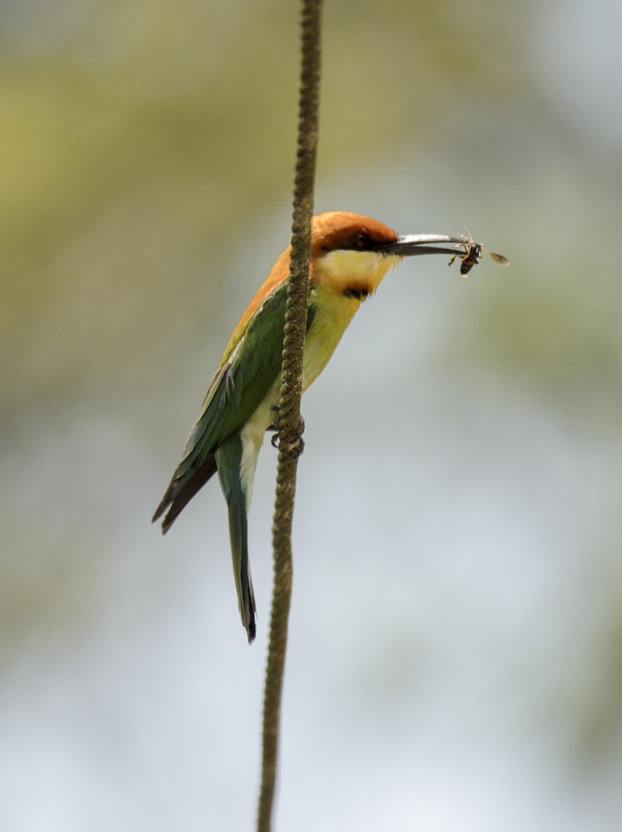 Chestnut-headed Bee-eater - ML245188201