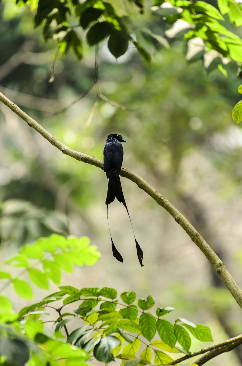 Greater Racket-tailed Drongo - ML245188271