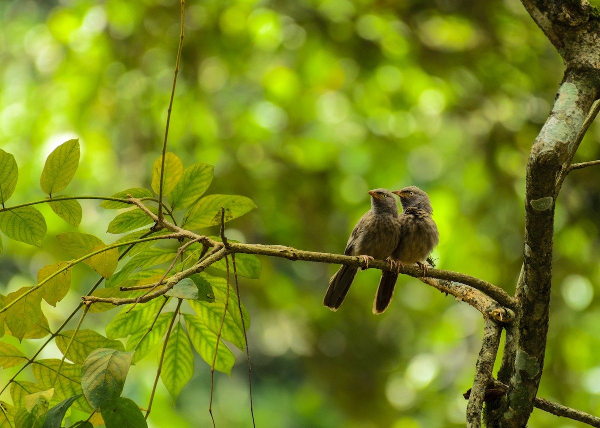 Jungle Babbler - ML245188311