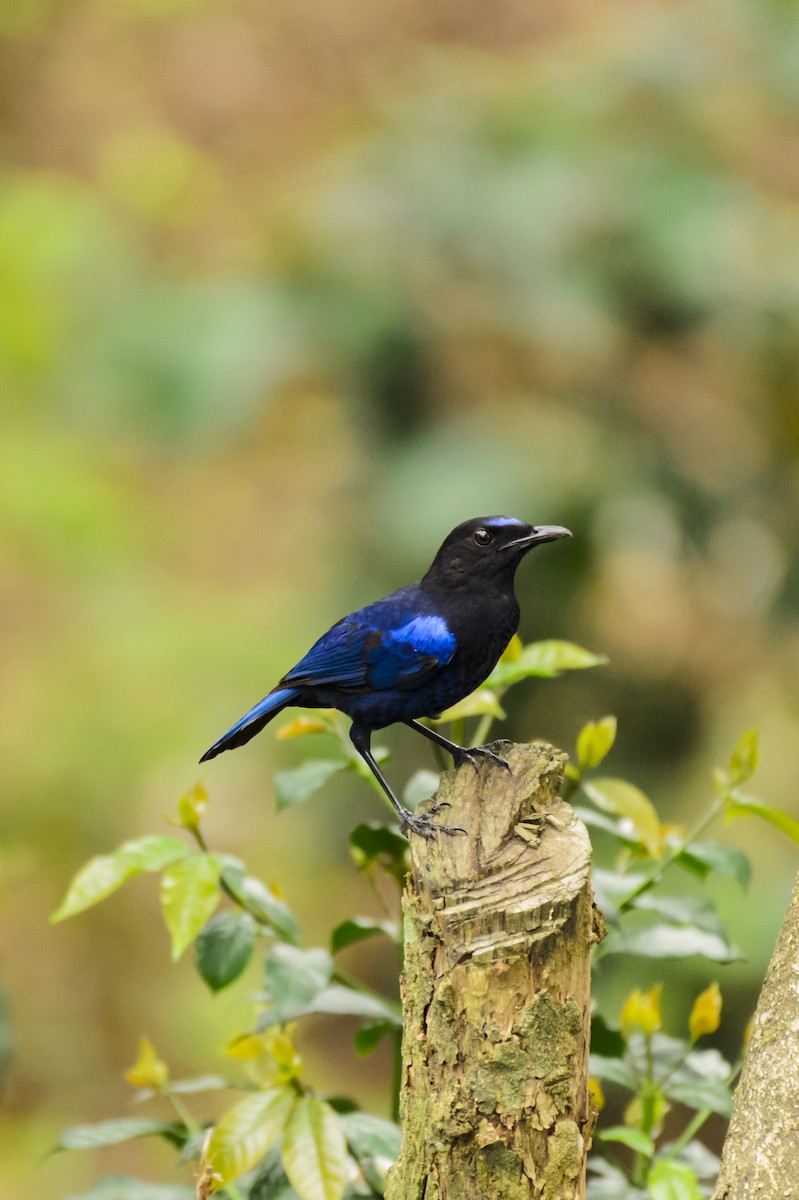 Малабарская синяя птица - ML245188321