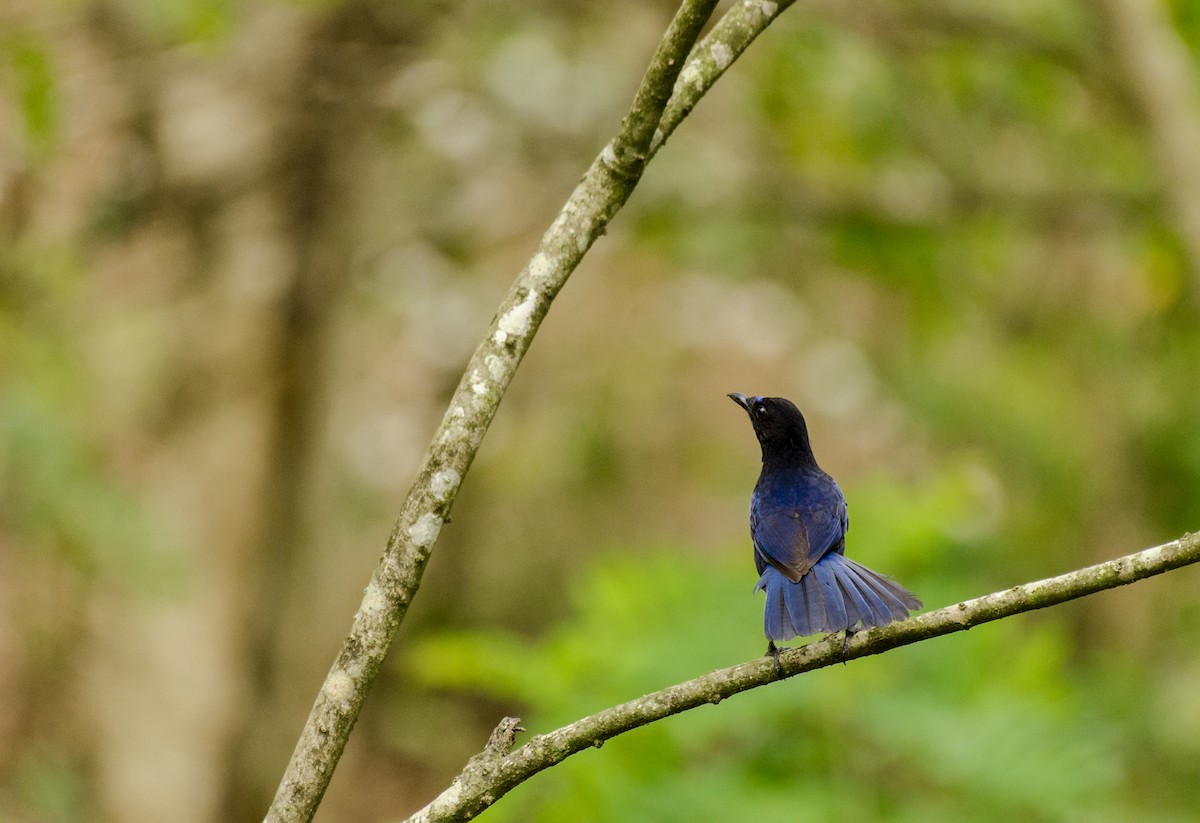 Малабарская синяя птица - ML245188331