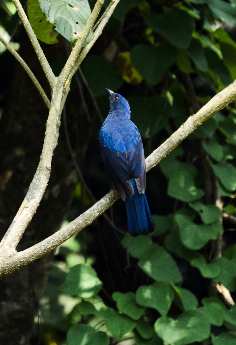 Asian Fairy-bluebird - ML245188351