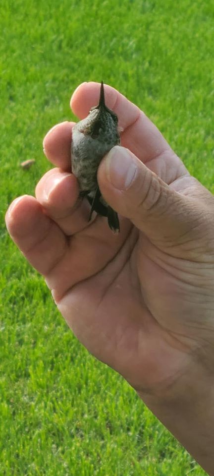 Anna's Hummingbird - ML245188931