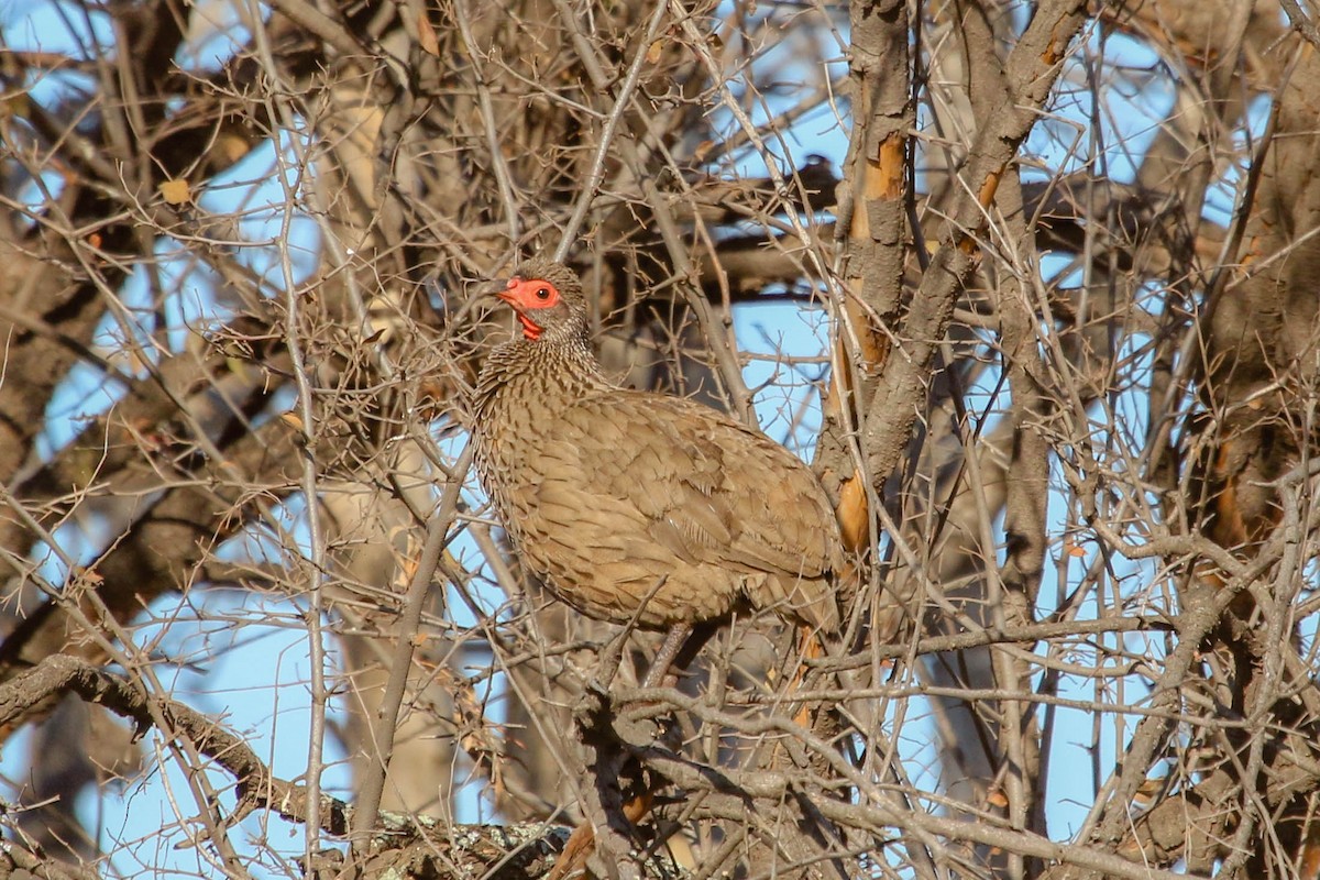 Swainson's Spurfowl - ML245188951