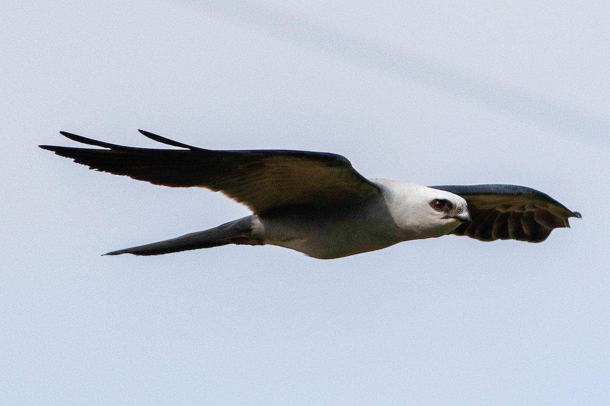 Mississippi Kite - ML245189201