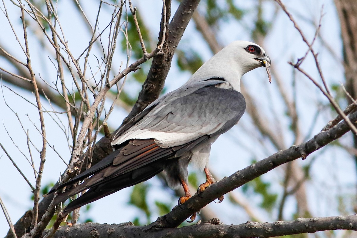 Mississippi Kite - Byron Stone