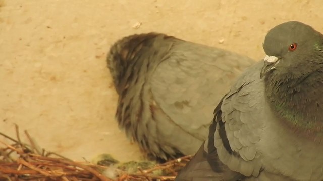 Rock Pigeon (Feral Pigeon) - ML245189561