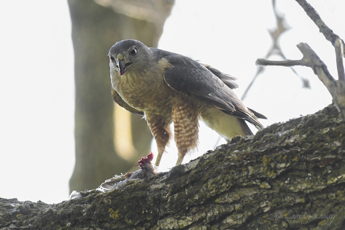 Cooper's Hawk - ML245191461