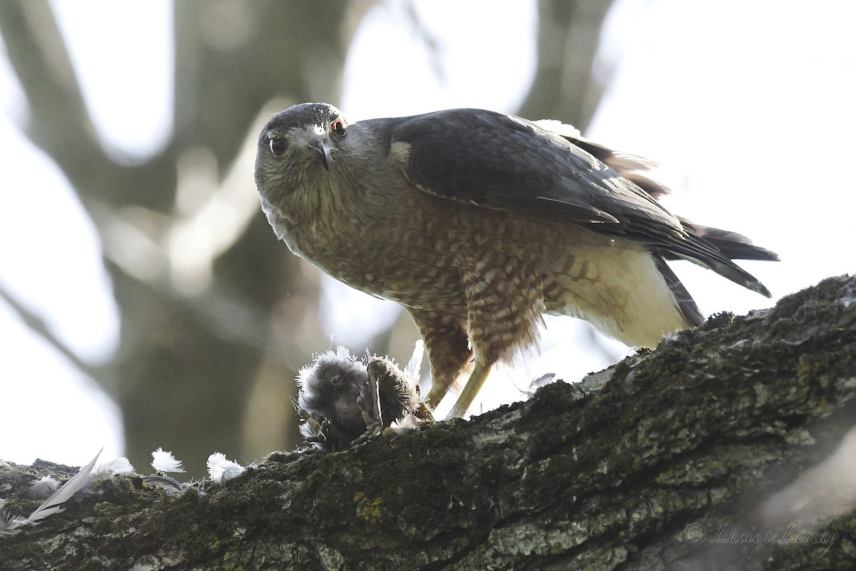 Cooper's Hawk - ML245191651