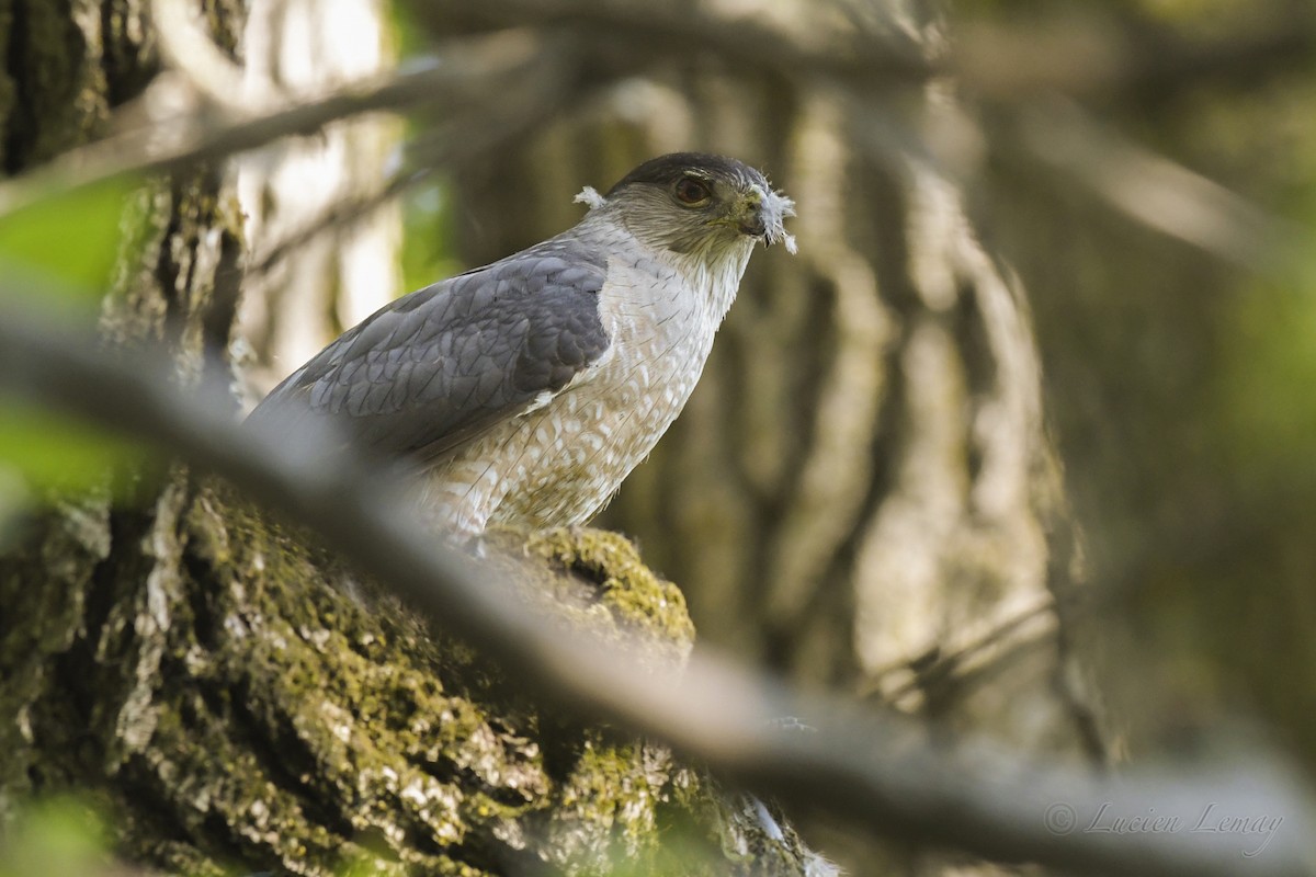 Cooper's Hawk - ML245191751