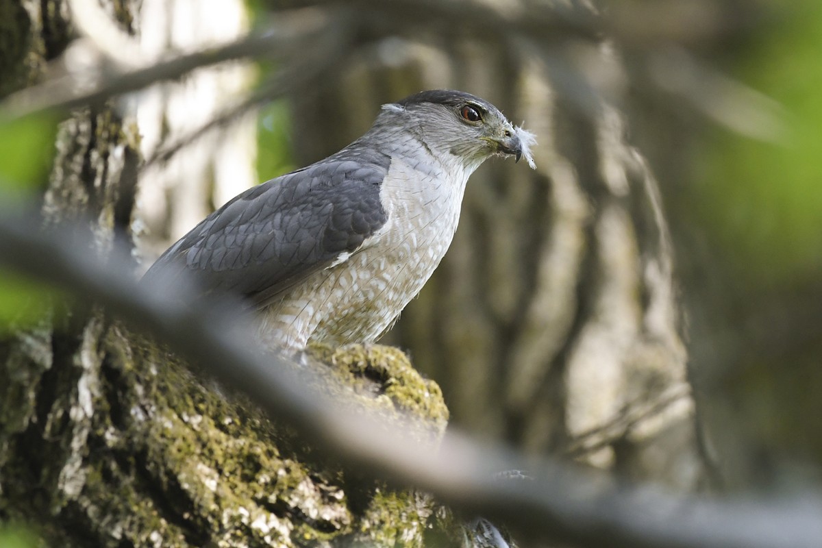 Cooper's Hawk - ML245191781