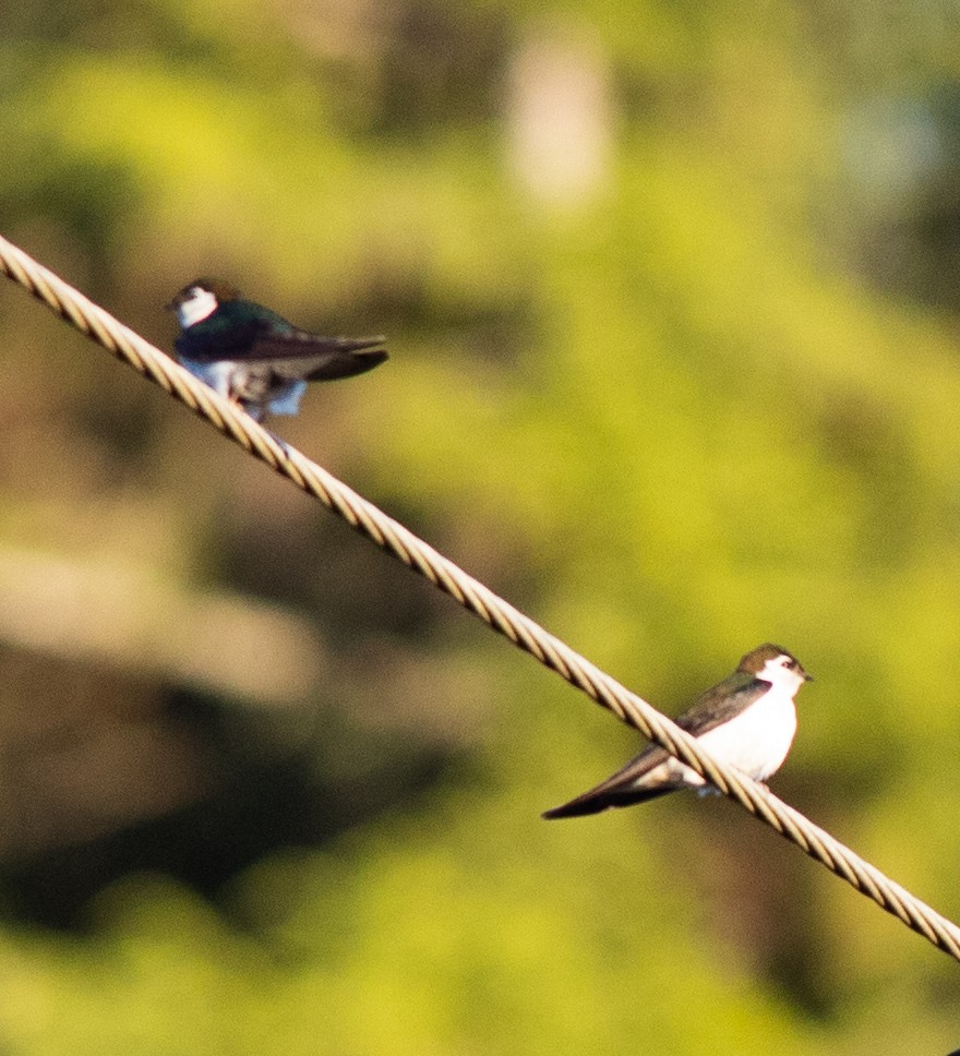 Violet-green Swallow - ML245192301