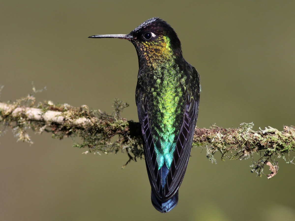 Photos - Fiery-throated Hummingbird - Panterpe insignis - Birds of