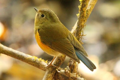 Red-flanked/Himalayan Bluetail - ML245194141