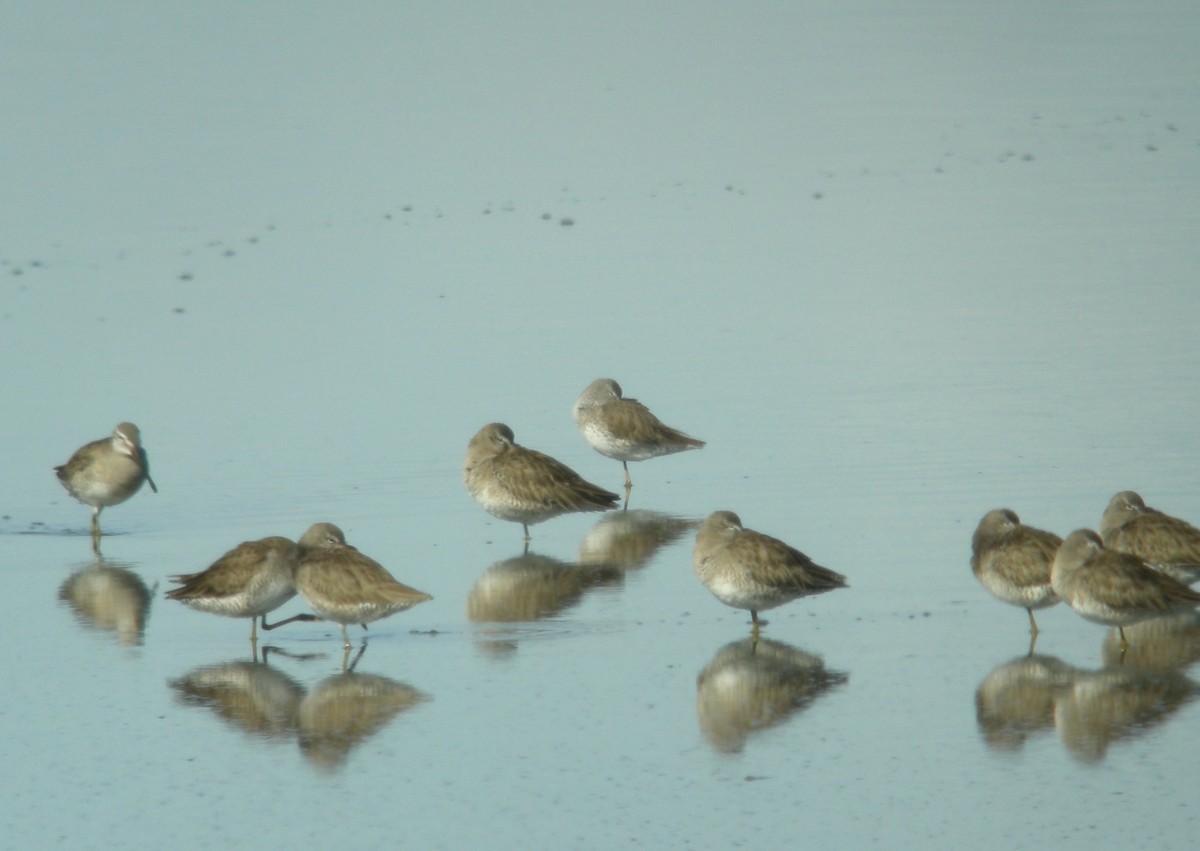 Stilt Sandpiper - ML245194981