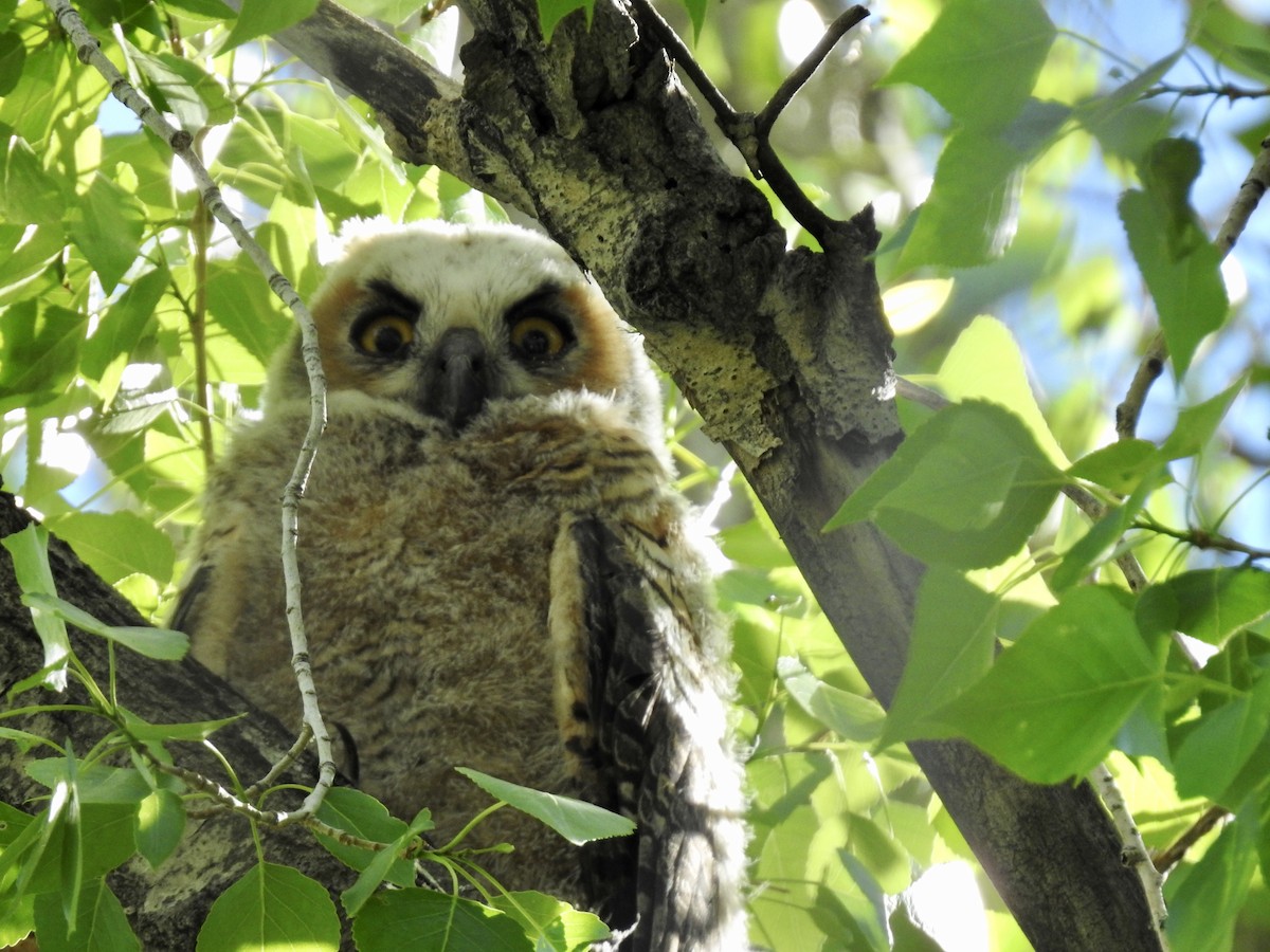Great Horned Owl - ML245197671