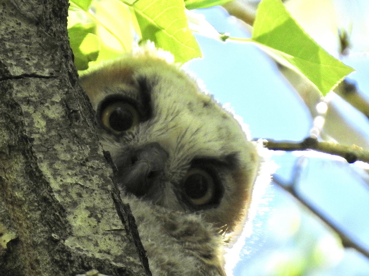Great Horned Owl - ML245197681