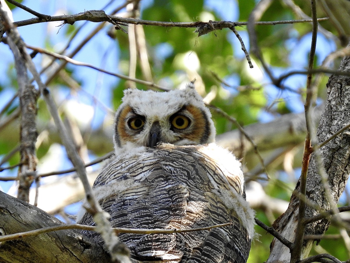 Great Horned Owl - ML245197941