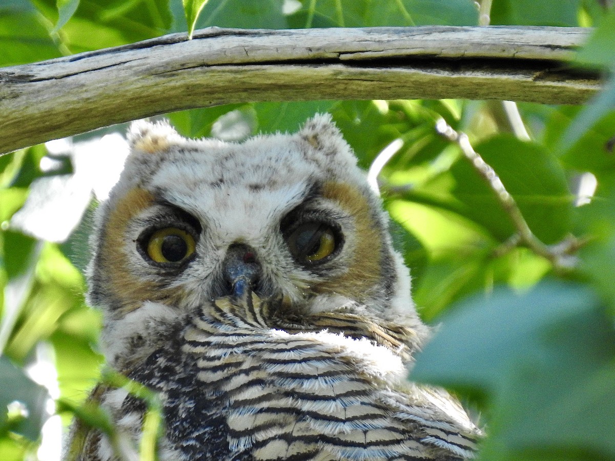 Great Horned Owl - ML245197971